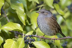 Nature Photography Italy Prints: Dunnock