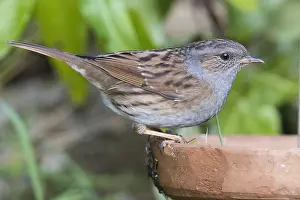 Dunnock Bird Prints: Dunnock