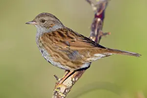 Nature Animal Photography Prints: Dunnock