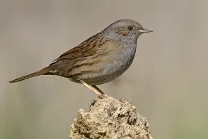 Dunnock