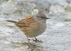 Outdoor Nature Images Prints: Dunnock, Prunella modularis