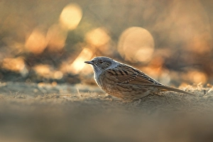 Prunella Modularis Species Prints: Dunnock, Prunella modularis