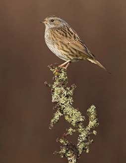 Prunella Modularis Species Prints: Dunnock, Prunella modularis