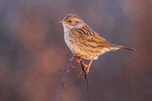 Wildlife Nature Photography Tips Prints: Dunnock, Prunella modularis
