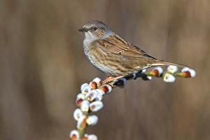 Natural Environment Photography Europe Prints: Dunnock, Prunella modularis
