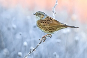 Dunnock, Prunella modularis