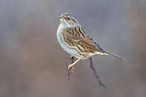 Dunnock, Prunella modularis