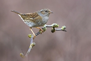 Natural Environment Photography Europe Prints: Dunnock, Prunella modularis