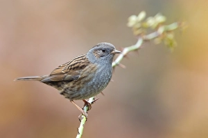 Prunella Modularis Species Prints: Dunnock, Prunella modularis