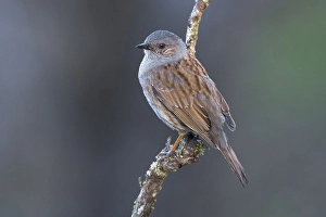 Prunella Modularis Species Prints: Dunnock, Prunella modularis