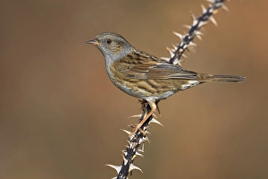 Italian Nature Photography Prints: Dunnock, Prunella modularis