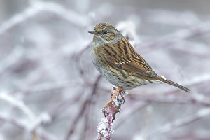 Winter Wildlife Photography Europe Prints: Dunnock, Prunella modularis