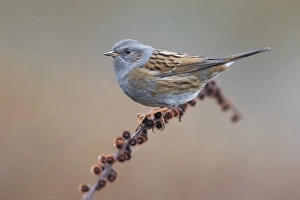 Natural Environment Photos Europe Prints: Dunnock, Prunella modularis