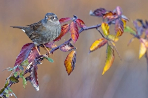 Prunella Modularis Species Prints: Dunnock, Prunella modularis