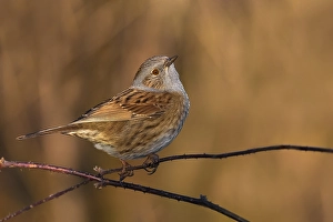 Bird Perched On Twig Prints: Dunnock, Prunella modularis