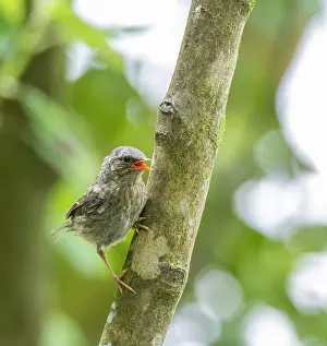 Cute Wild Animal Pictures Prints: Dunnock, Prunella modularis