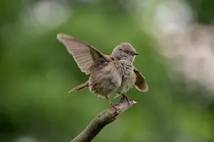 Dunnock Bird Prints: Dunnock, Prunella modularis