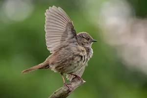 Dunnock Bird Prints: Dunnock, Prunella modularis
