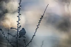 Outdoor Nature Photography Tips Prints: Dunnock, Prunella modularis