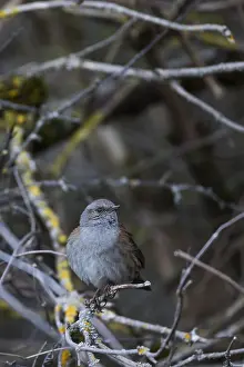 Nature Outdoors Photography Prints: Dunnock, Prunella modularis