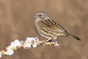 Wildlife In Italy Prints: Dunnock, Prunella modularis