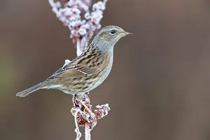 Dunnock Bird Prints: Dunnock, Prunella modularis