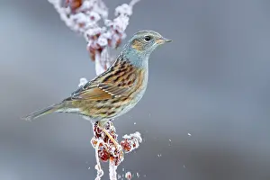 Wildlife In Italy Prints: Dunnock, Prunella modularis