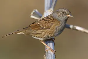 Dunnock Bird Prints: Dunnock, Prunella modularis
