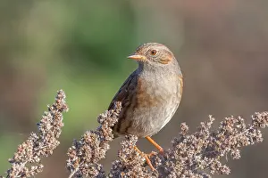 Framed Print : Dunnock Print: Prunella modularis perched on vegetation, Brittany, France