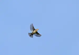 November Prints: Dunnock Print: Migrating Bird in Flight