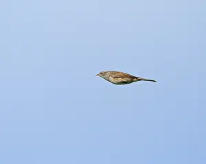 Dunnock Bird Prints: Dunnock;Prunella modularis