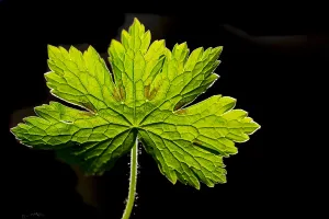 Macro Spring Flowers Prints: Dusky Crane's-bill, Geranium phaeum