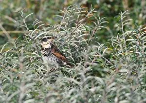 European Nature Reserve Birds Prints: Dusky Thrush, Turdus eunomus