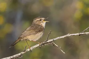 Outdoor Animal Pictures Prints: Dusky Warbler, Phylloscopus fuscatus fuscatus