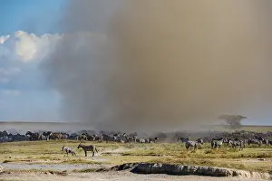 Tanzania National Park Prints: A Dust Devil hits migrating Burchell's Zebra