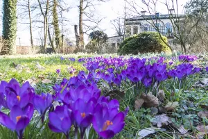 Crocus Vernus Prints: Dutch Crocus, Spring Crocus, Crocus vernus
