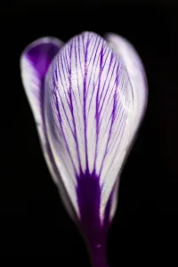 White Spring Blossom Prints: Dutch Crocus, Spring Crocus, Crocus vernus