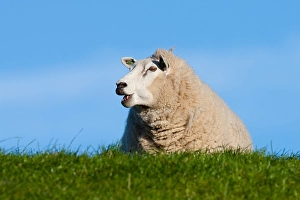 European Mammal Images Prints: Dutch Sheep