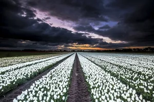 Dutch Tulip Fields Prints: Dutch tulip fields
