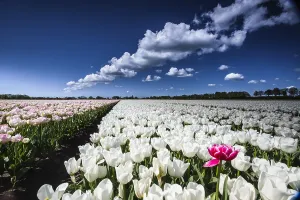 Tulips In Spring Prints: Dutch tulip fields