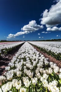Dutch Tulip Fields Prints: Dutch tulip fields