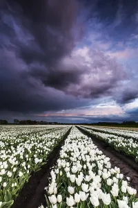 Dutch Tulip Fields Prints: Dutch tulip fields
