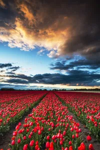 Tulip Fields Holland Prints: Dutch tulip fields