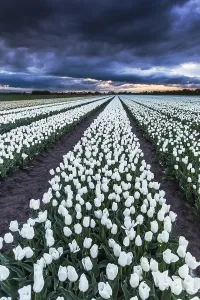 Dutch Tulip Fields Prints: Dutch tulip fields