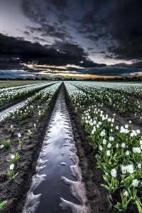 Dutch Tulip Fields Prints: Dutch tulip fields