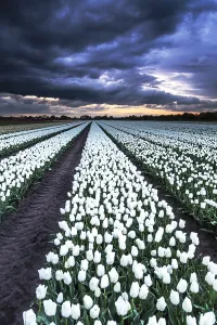 Dutch Tulip Fields Prints: Dutch tulip fields