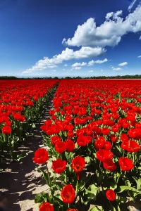 Tulips In Spring Prints: Dutch tulip fields
