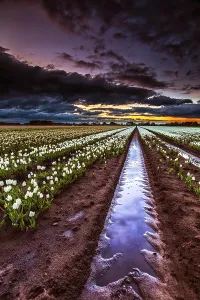 Dutch Tulip Fields Prints: Dutch tulip fields
