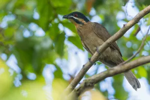 Nature Photography In Oceania Prints: Dwarf Koel, Microdynamis parva