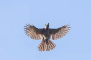 Oceania Nature Photography Prints: Dwarf Koel, Microdynamis parva